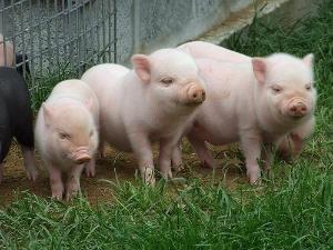 Комбикорм 1330684438_pigs.jpg